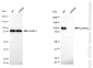 KD-Validated Anti-LAMP2 Rabbit Monoclonal Antibody